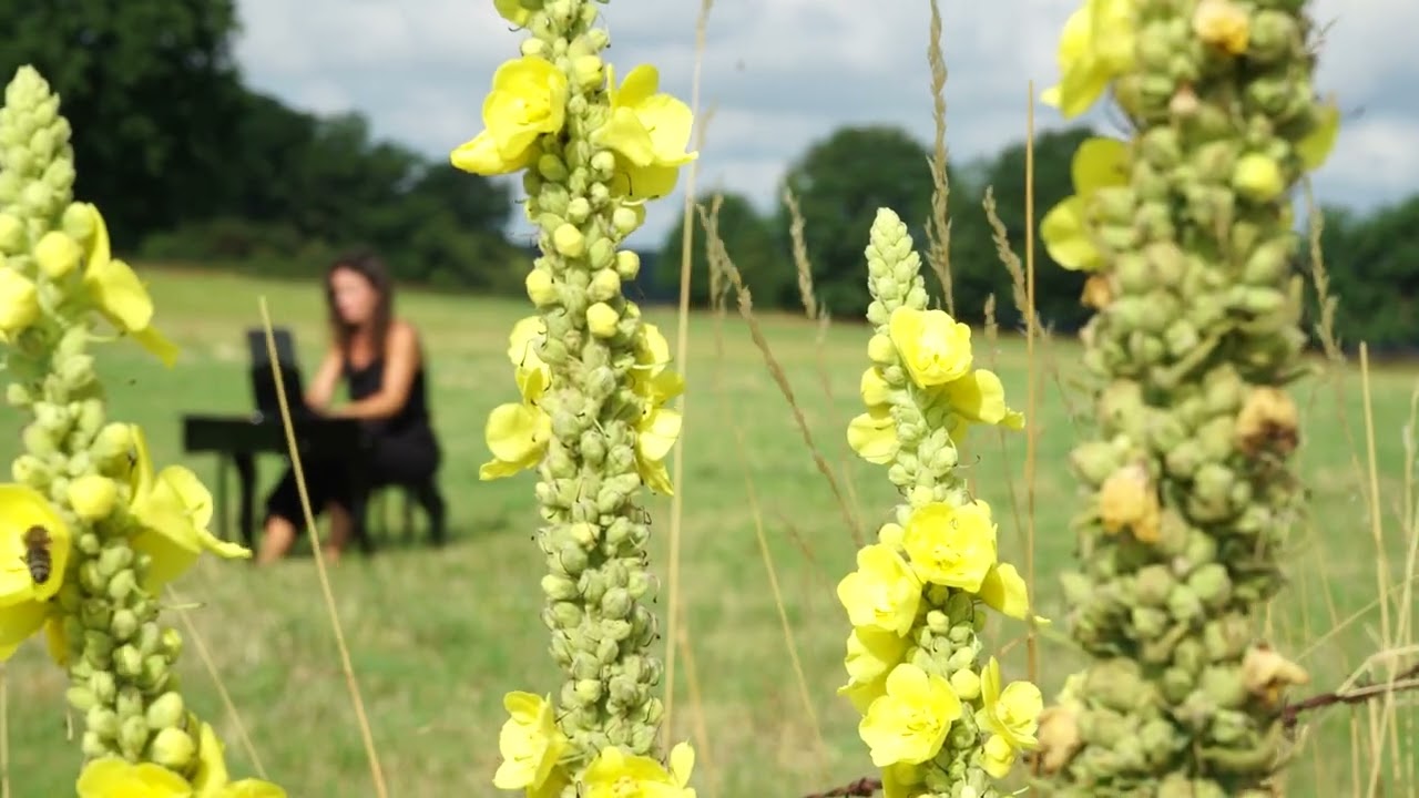 THREE LANDSCAPES • Book of hours and landscapes 2025
